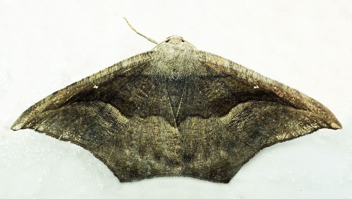 Oxydia scriptipennaria Dapa, Valle Del Cauca, 2100m Oxydia scriptipennaria