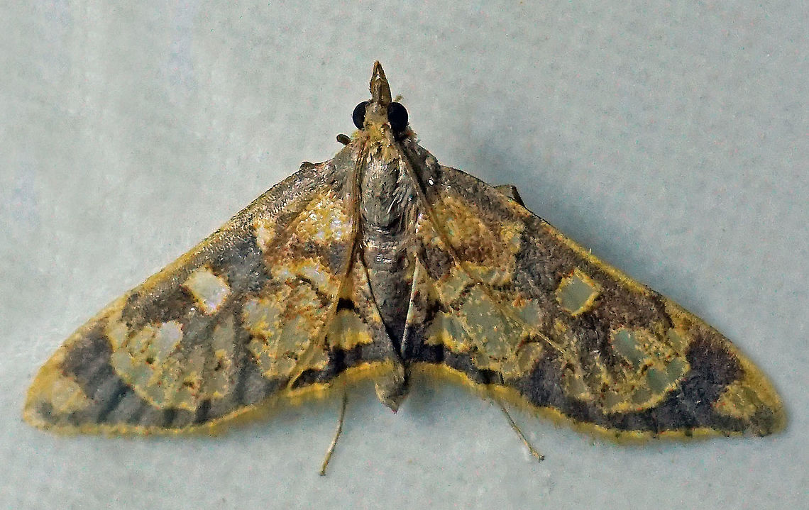 #484 Dapa, Valle Del Cauca, 2100m