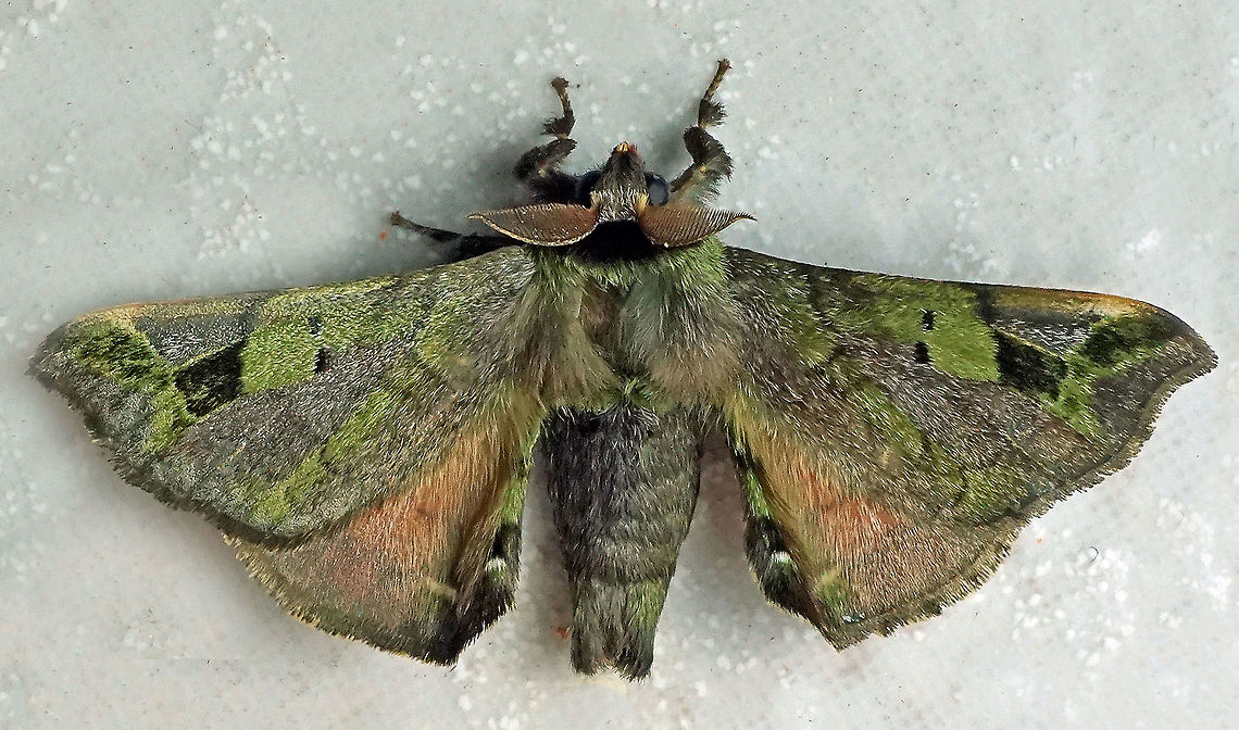 Quentalia numalia Dapa, Valle Del Cauca, 2100m Quentalia numalia