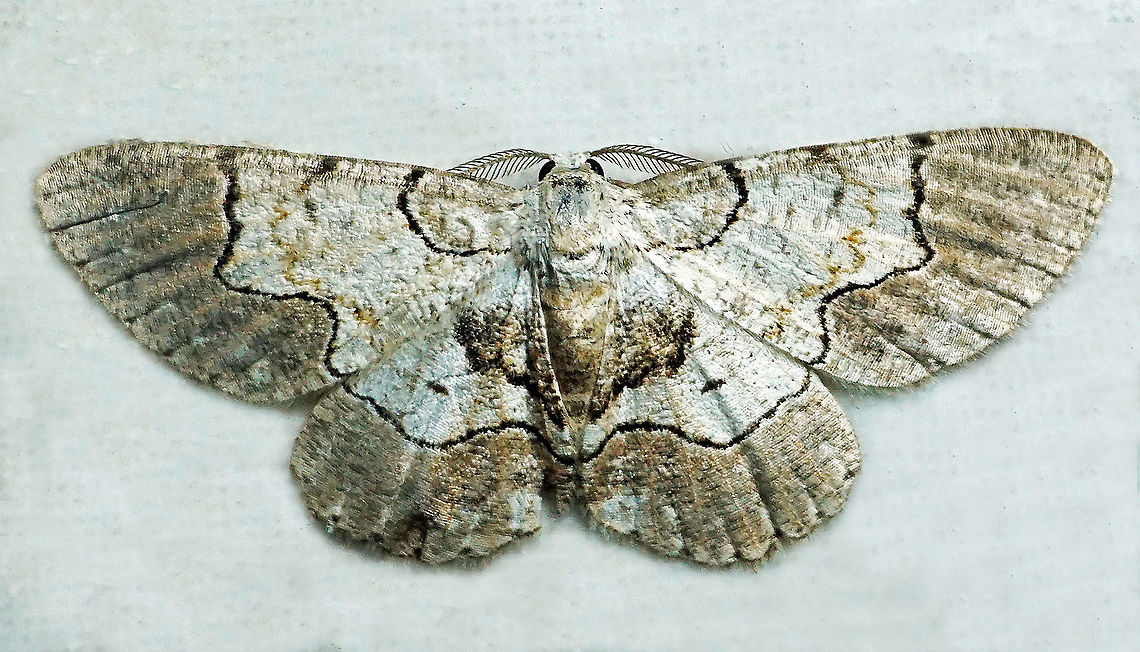 Iridopsis larvaria Dapa, Valle Del Cauca, 2100m Bent-line gray,Iridopsis larvaria,Iridopsis sp