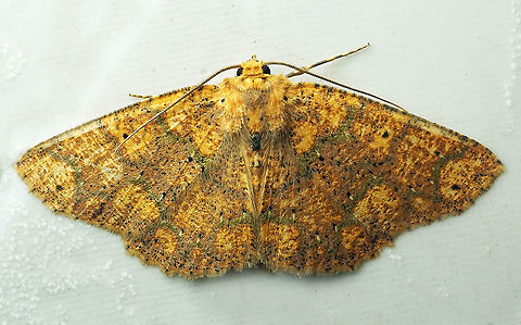 Antiblemma sp. Dapa, Valle Del Cauca, 2100m