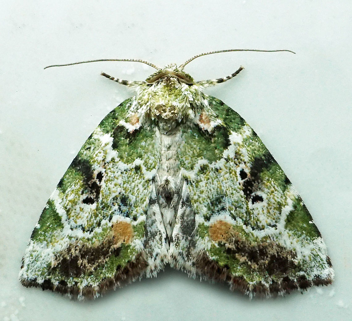 Chytonix elegans Dapa, Valle Del Cauca, 2100m Chytonix elegans