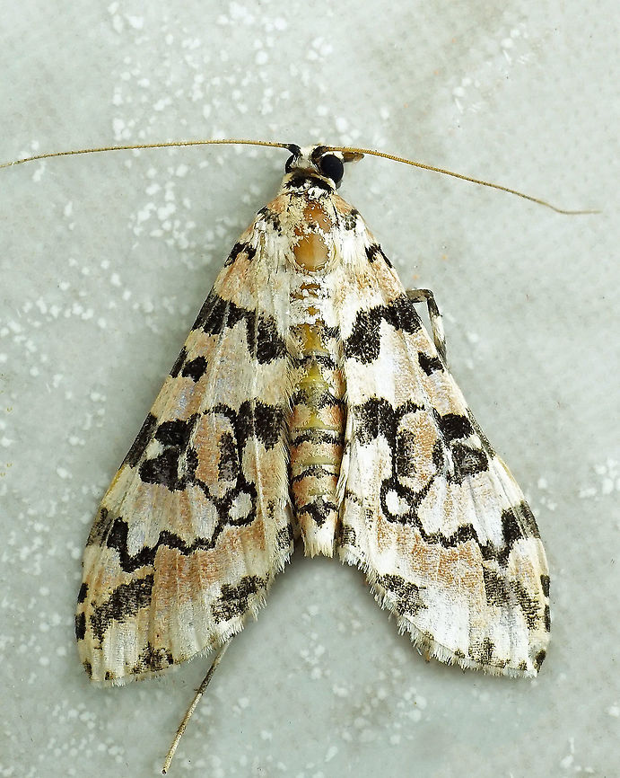 Conchylodes bryophilalis Dapa, Valle Del Cauca, 2100m Conchylodes bryophilalis