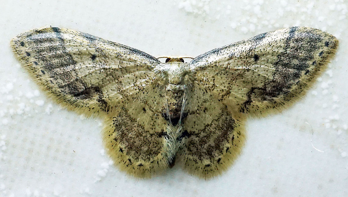 Idaea pervertipennis. Dapa, Valle Del Cauca, 2100m Idaea pervertipennis,Idaea pervertipennis.