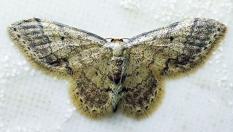 Idaea pervertipennis. Dapa, Valle Del Cauca, 2100m Idaea pervertipennis,Idaea pervertipennis.