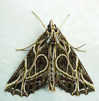 #492 Dapa, Valle Del Cauca, 2100m