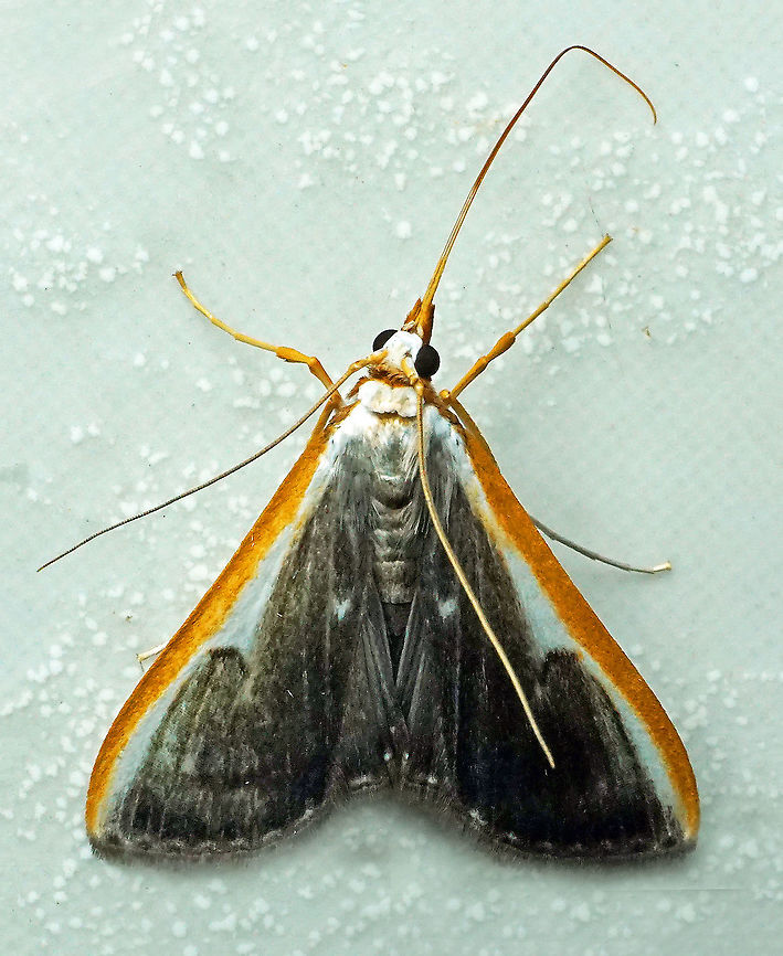 #493 Dapa, Valle Del Cauca, 2100m