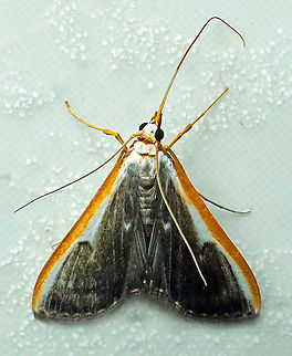 #493 Dapa, Valle Del Cauca, 2100m