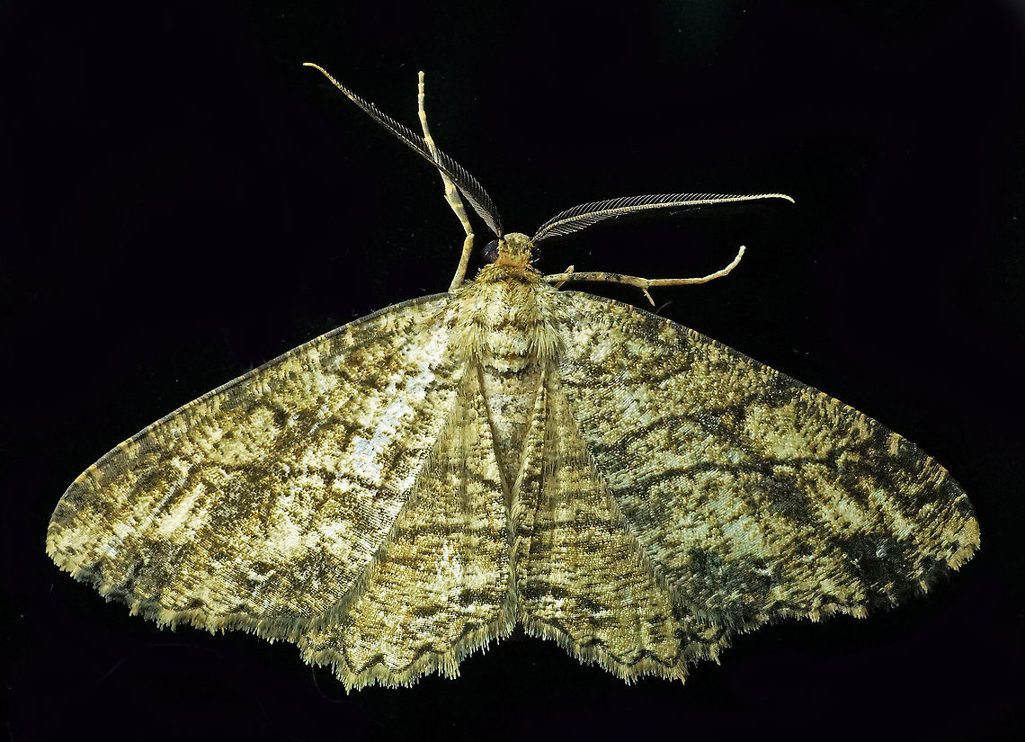 #494 Dapa, Valle Del Cauca, 2100m