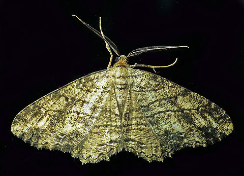 #494 Dapa, Valle Del Cauca, 2100m