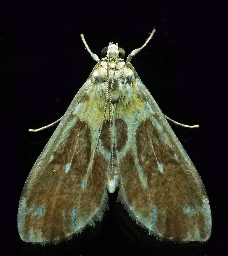 #495 Dapa, Valle Del Cauca, 2100m