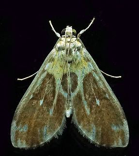 #495 Dapa, Valle Del Cauca, 2100m