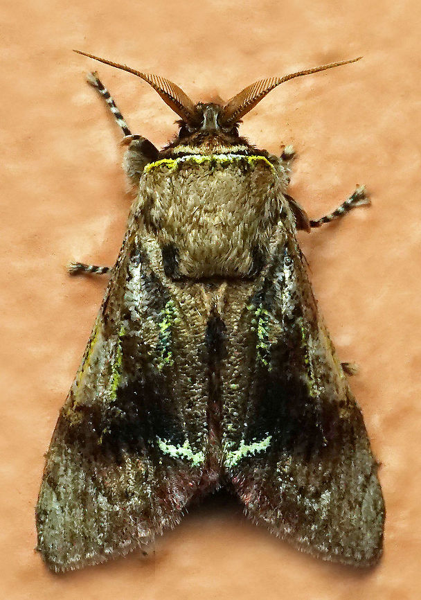 #496 Dapa, Valle Del Cauca, 2100m