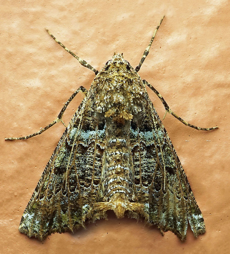 #497 Dapa, Valle Del Cauca, 2100m