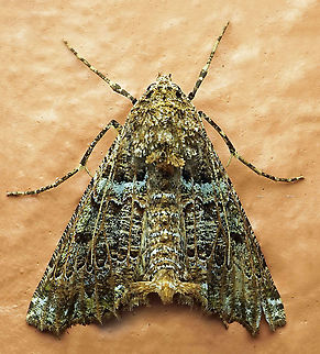 #497 Dapa, Valle Del Cauca, 2100m