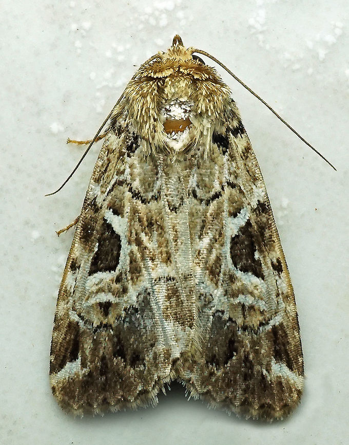 #499 Dapa, Valle Del Cauca, 2100m