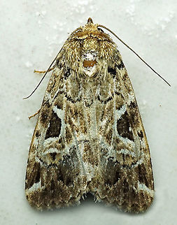 #499 Dapa, Valle Del Cauca, 2100m