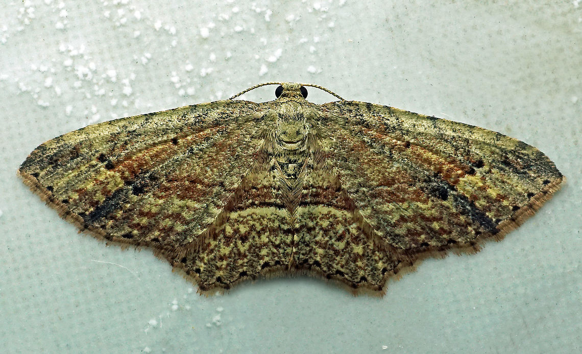 #500 Dapa, Valle Del Cauca, 2100m