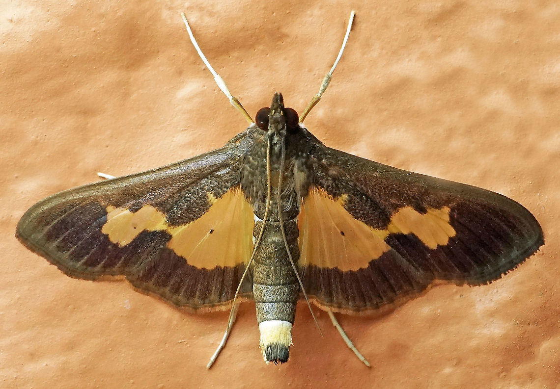 Diaphania nitidalis Dapa, Valle Del Cauca, 2100m Diaphania nitidalis,Pickleworm