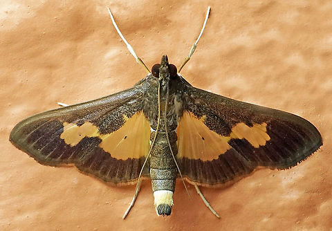 Diaphania nitidalis Dapa, Valle Del Cauca, 2100m Diaphania nitidalis,Pickleworm