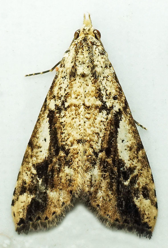 #502 Dapa, Valle Del Cauca, 2100m