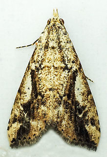 #502 Dapa, Valle Del Cauca, 2100m