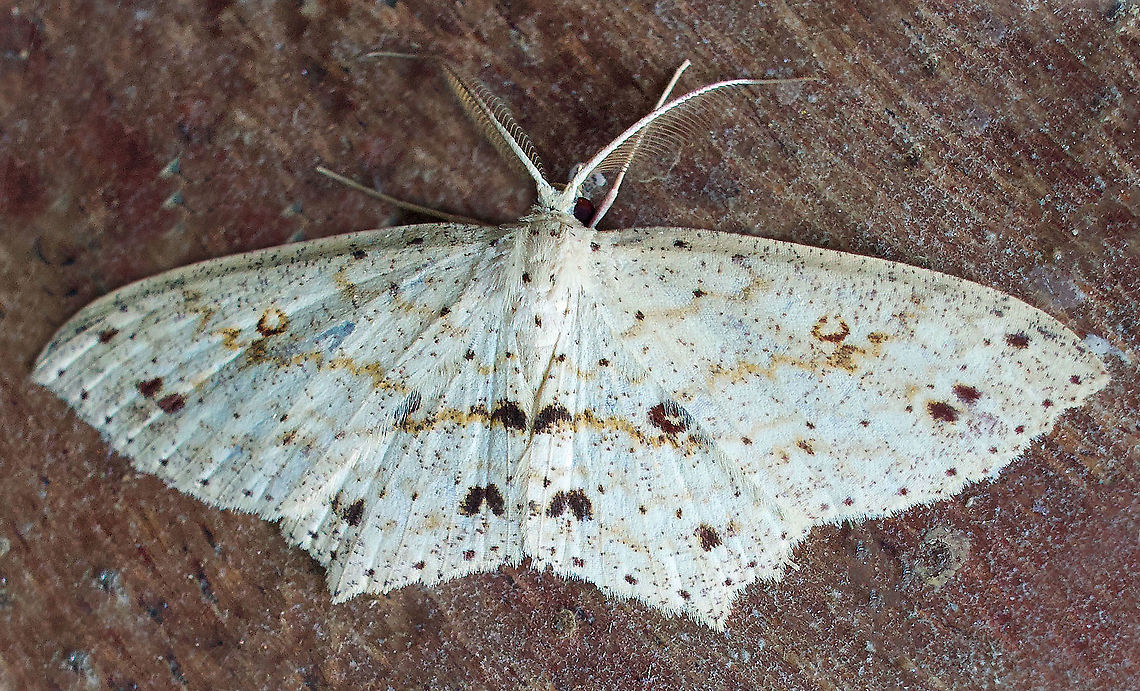 Cyclophora sp. Dapa, Valle Del Cauca, 2100m