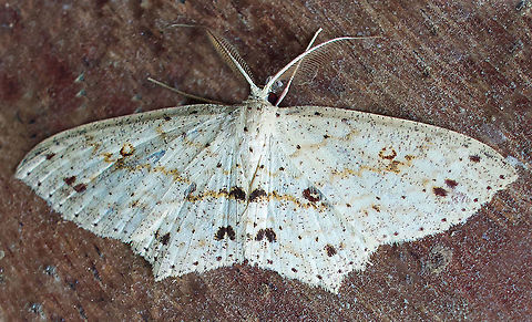Cyclophora sp. Dapa, Valle Del Cauca, 2100m