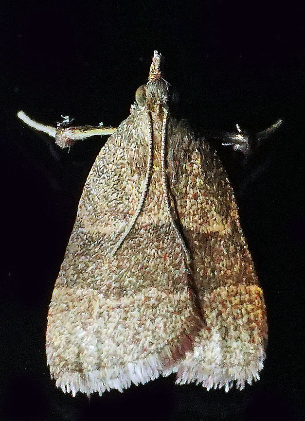 Arta sp. Dapa, Valle Del Cauca, 2100m