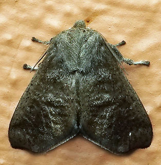 #503 Dapa, Valle Del Cauca, 2100m