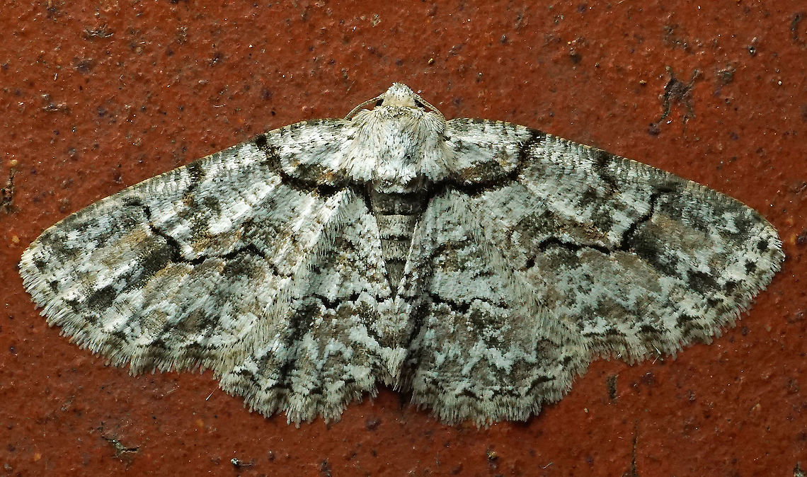Iridopsis defectaria Dapa, Valle Del Cauca, 2100m