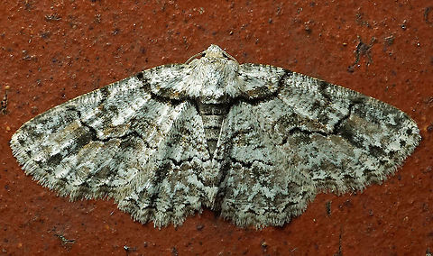 Iridopsis defectaria Dapa, Valle Del Cauca, 2100m