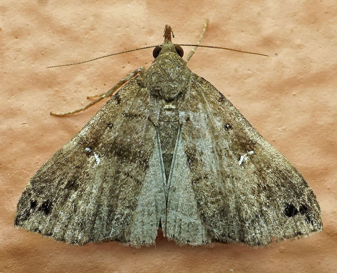 #505 Dapa, Valle Del Cauca, 2100m