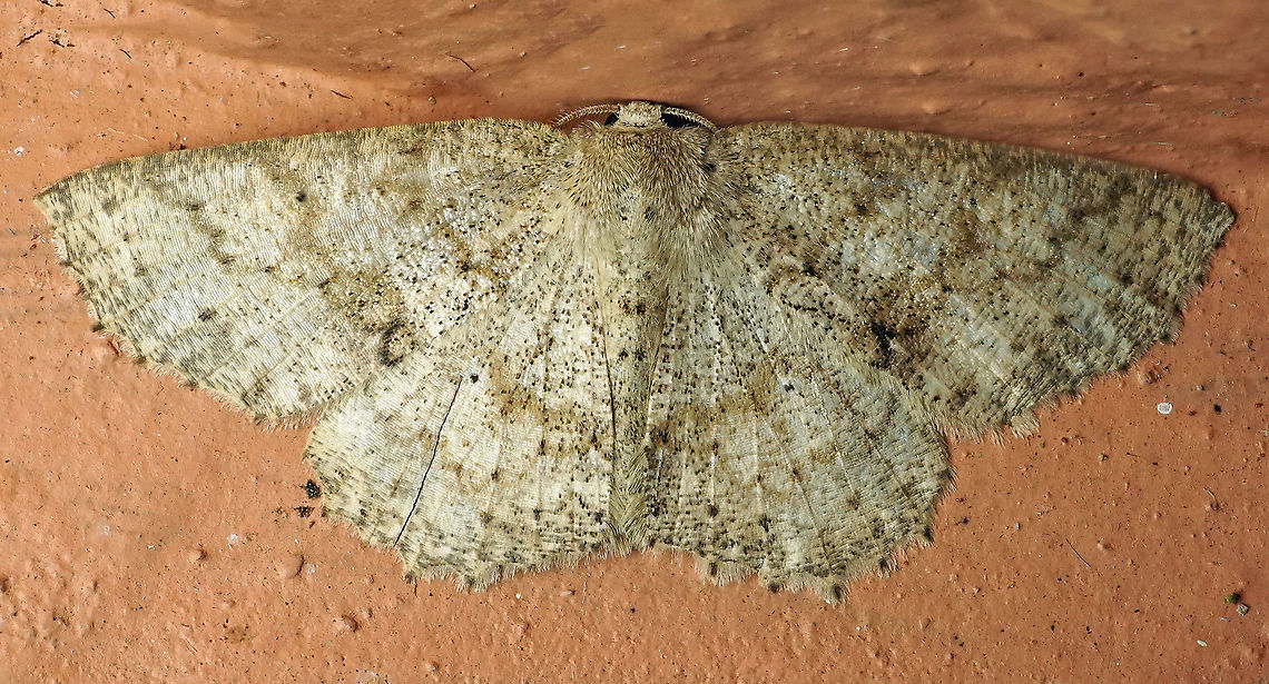 #506 Dapa, Valle Del Cauca, 2100m