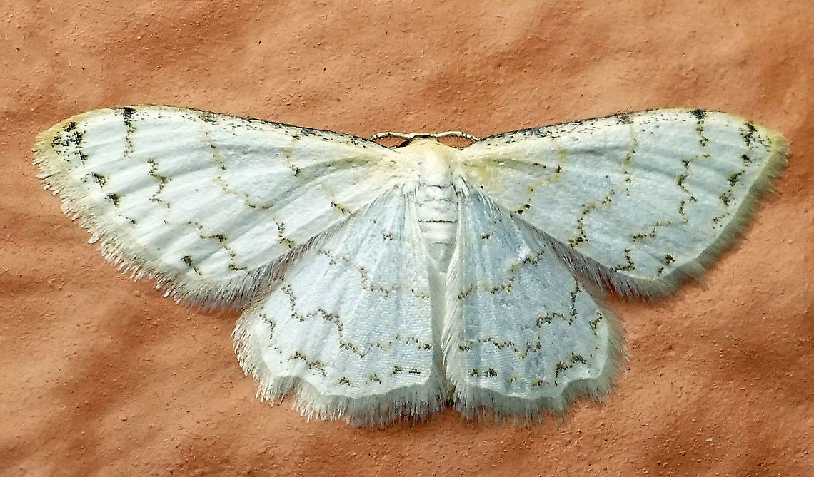 Idaea sp. Dapa, Valle Del Cauca, 2100m