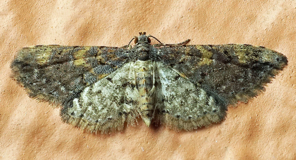 #508 Dapa, Valle Del Cauca, 2100m