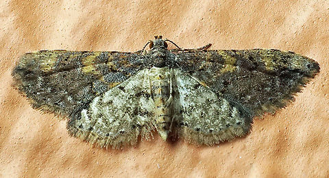 #508 Dapa, Valle Del Cauca, 2100m