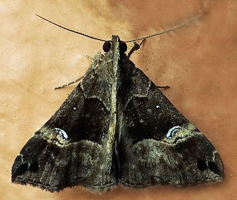 #509 Dapa, Valle Del Cauca, 2100m