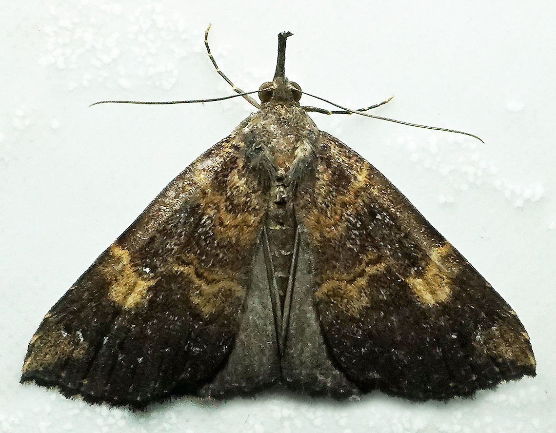 #510 Dapa, Valle Del Cauca, 2100m