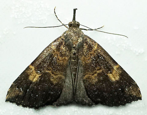 #510 Dapa, Valle Del Cauca, 2100m