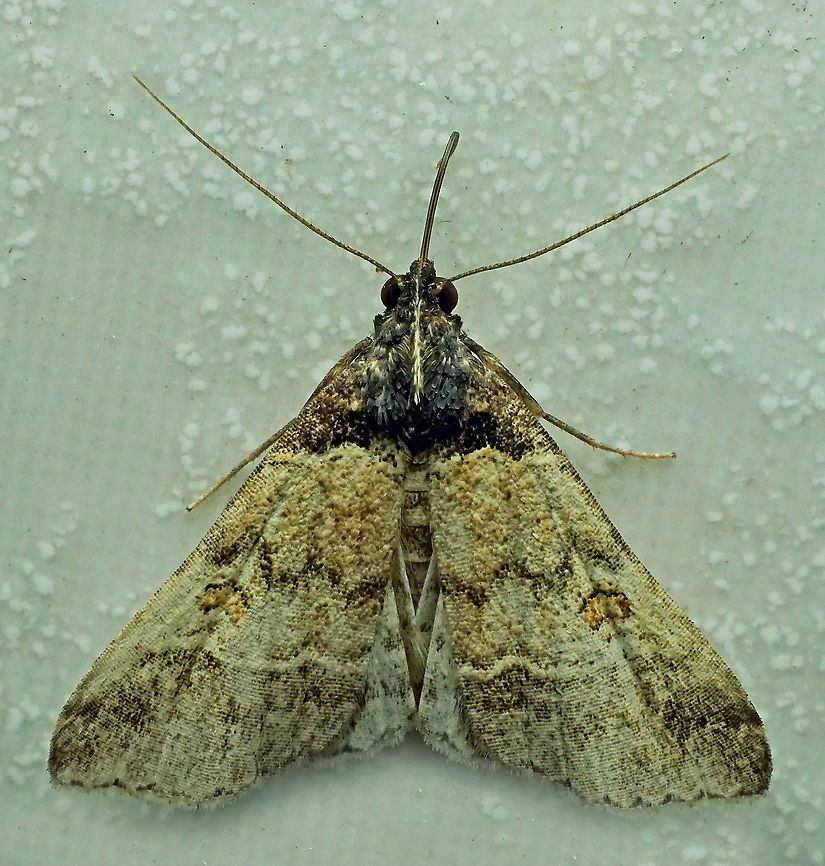 Tetanolita sp. Dapa, Valle, Del Cauca, 2100m