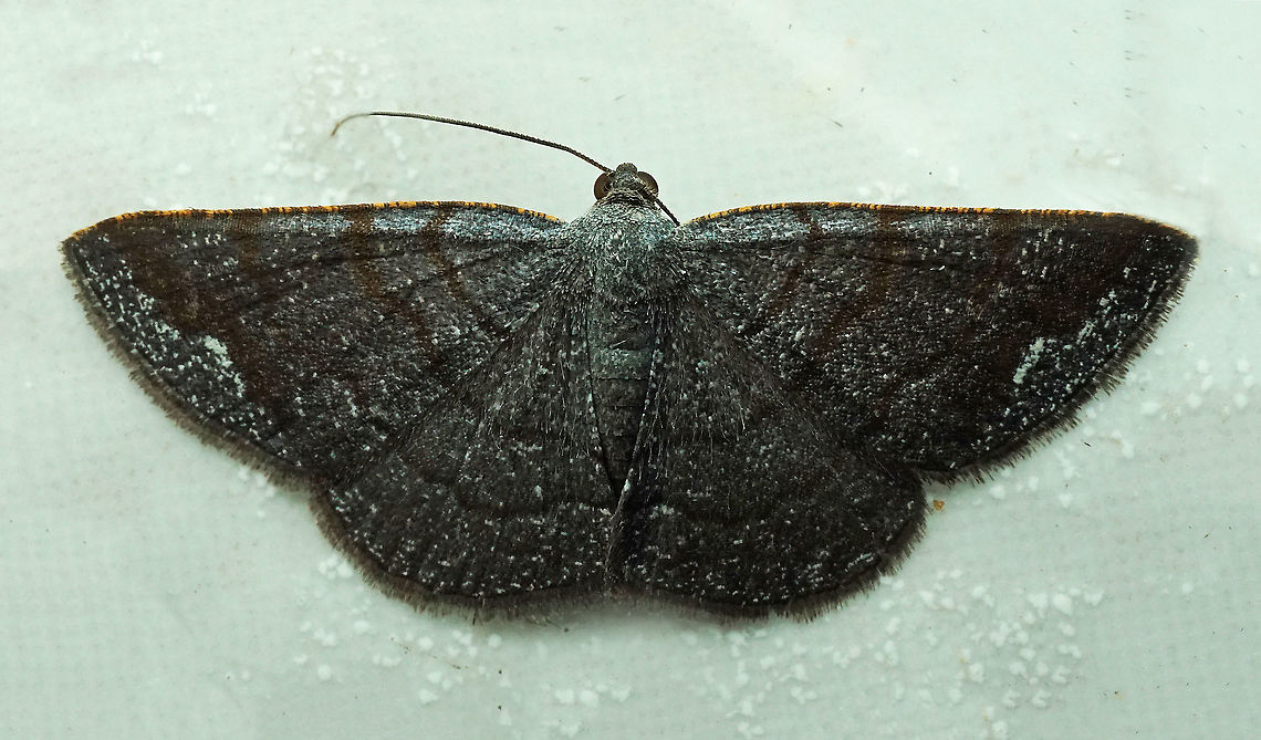 #512 Dapa, Valle, Del Cauca, 2100m