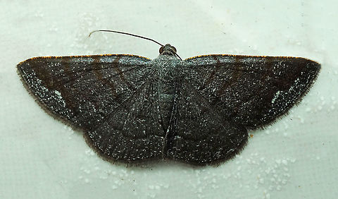 #512 Dapa, Valle, Del Cauca, 2100m