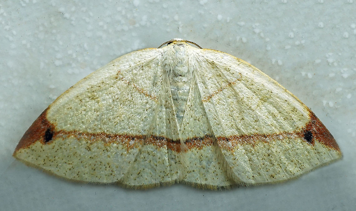 Microxydia orsitaria Dapa, Valle, Del Cauca, 2100m Microxydia orsitaria