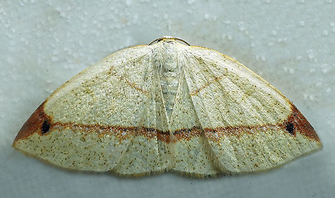 Microxydia orsitaria Dapa, Valle, Del Cauca, 2100m Microxydia orsitaria