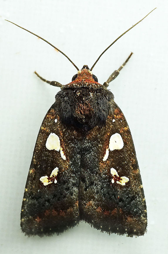 Calymniodes conchylis Dapa, Valle, Del Cauca, 2100m Calymniodes conchylis