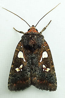 Calymniodes conchylis Dapa, Valle, Del Cauca, 2100m Calymniodes conchylis