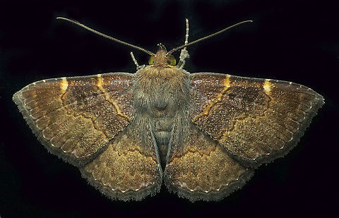 Antiblemma sp. Dapa, Valle, Del Cauca, 2100m