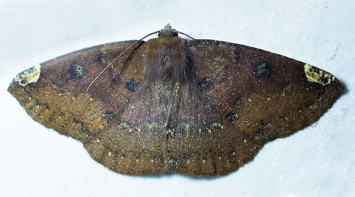 Herbita valtrudaria Dapa, Valle Del Cauca, 2100m Herbita valtrudaria