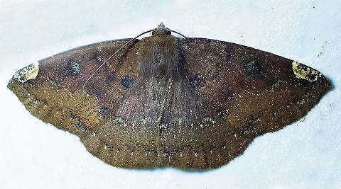 Herbita valtrudaria Dapa, Valle Del Cauca, 2100m Herbita valtrudaria